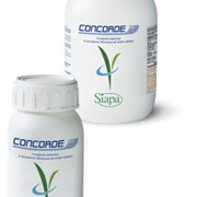 Concorde
